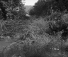 View of Tree Fellings on the River Bank on land owned by Sanborn Oil Company of Hartford