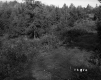 Cleared Patch with Mixed Forest, Van De Grieke Property Looking NW'ly