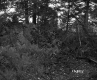 Tree Fellings and Outcrop, Van De Grieke Property Looking E'ly