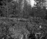 Cleared Land, Van De Grieke Property Looking N'ly
