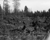 Cleared Land and Stumps, Van De Grieke Property Looking NE'ly