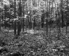 Forested Area, Van De Grieke Property Looking S'ly