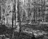 Forested Area, Van De Grieke Property Looking N'ly