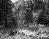 Billings' Property 