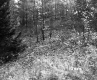 Wiliams' Property 