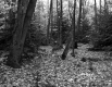 Wiliams' Property 