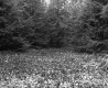 Wiliams' Property 
