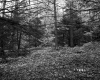 Wiliams' Property 
