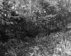 Wiliams' Property 