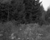 Salls' Property