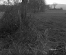 Dyer Property, Pasture and Farmstead