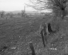 Dyer Property, Pasture