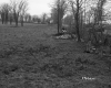 Dyer Property, Pasture