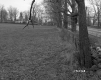Dyer Property, Pasture