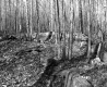 Williams Property, Forest View