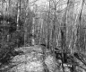 Williams Property, Forest View
