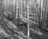 Williams Property, Forest View