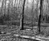 Williams Property, Forest View