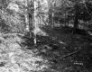Williams Property, Forest View