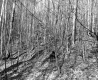 Williams Property, Forest View
