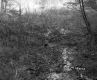 Williams Property, Forest View
