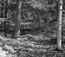 Williams Property, Forest View