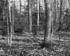 Williams Property, Forest View