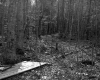 West Property, Forest View