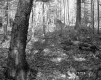West Property, Forest View