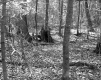West Property, Forest View