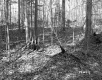 West Property, Forest View
