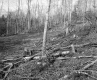 Chase Property, Logging in Forest