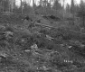 Chase Property, Logging in Forest