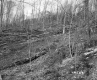 Chase Property, Logging in Forest