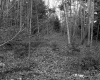 Chase Property, Forest View