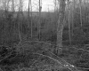 Chase Property, Forest View
