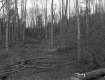Chase Property, Forest View