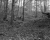 Chase Property, Forest View