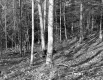 Chase Property, Forest View