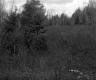 Chase Property, Field and Forest