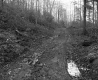 Chase Property, Driveway through Forest