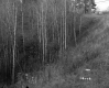 Dunham Property, Forest View