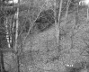Dunham Property, Forest View