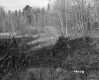 Dunham Property, Forest View