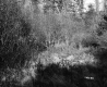 Dunham Property, Forest View