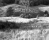 Clancy Property, Rolling Hills and Forest