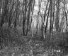 Hazen Property, Forest View