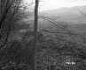 Hazen Property, Field and Forest