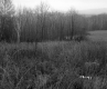 Hazen Property, Field and Forest