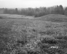 Hazen Property, Field and Forest